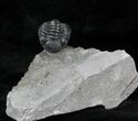 Enrolled Eldredgeops Trilobite - New York #30271-1